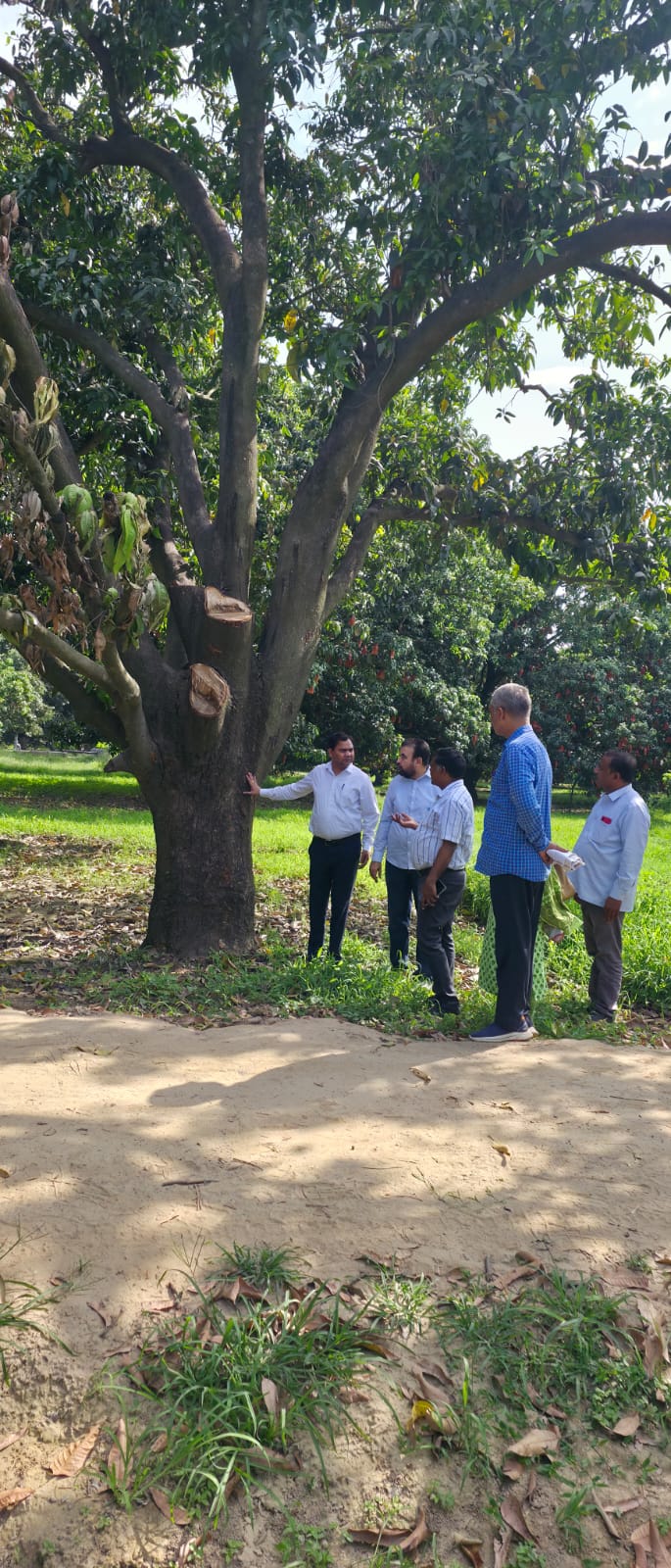 बुलंदशहर के स्याना फल पट्टी में सूख रहे चौसा आम के वृक्ष, कृषि वैज्ञानिकों ने अधिकारियों के साथ किया निरीक्षण।