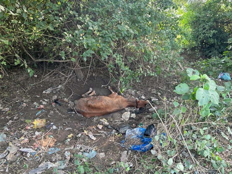 तड़पती हुई गौमाता का एस.डी. एम. नगीना ने कराया उपचार