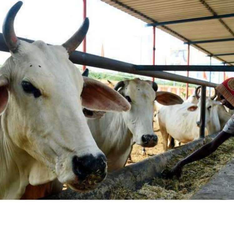 गौ संरक्षण में किसी प्रकार की शिथिलता/लापरवाही क्षम्य नहीं : डीएम -डीएम ने ब्लॉक में 5-5 गौशाला संचालित ना करने पर जताई नाराजगी -आधा दर्जन बीडीओ का वेतन रोकने का निर्देश