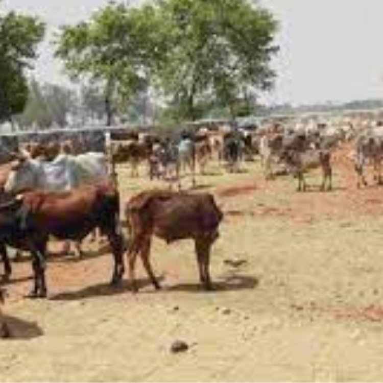 गो-आश्रय स्थल पर आठ पशुओं की मृत्यु का मामला सामने आने पर जिलाधिकारी ने मांगा जवाब