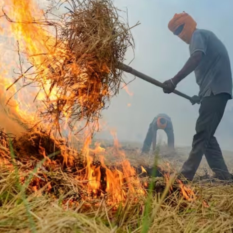 हरियाणा में लगातार हो रही पराली जलाने की घटनाएं: आप