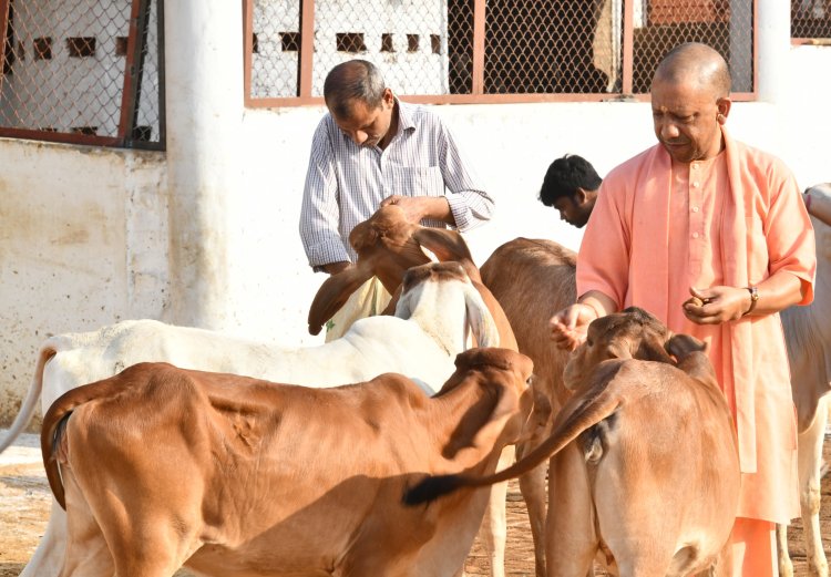 चुनाव प्रचार की व्यस्तता के बीच सीएम योगी ने की गोसेवा