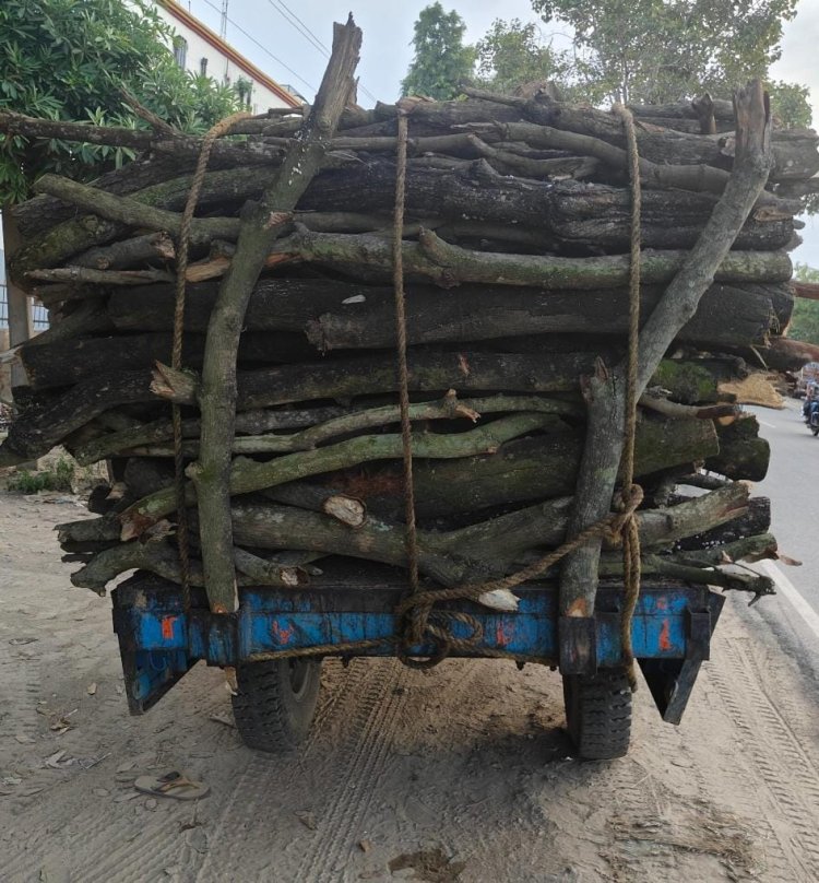 प्रतिबंधित लकड़ियों पर आरा चला रहे माफिया