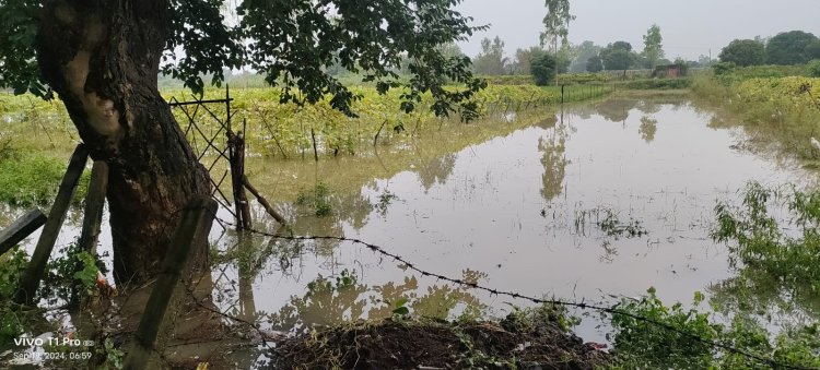 लगातार बारिश होने के कारण सभी फसल बर्बाद