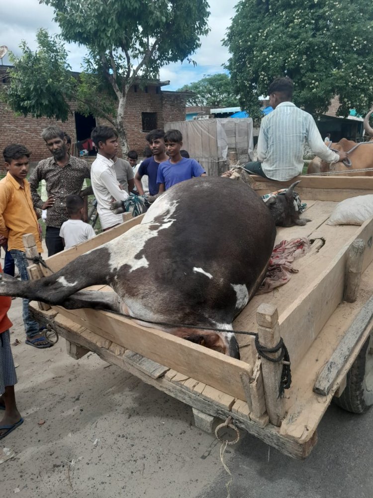 अलीगढ़ तालाब में डूबकर गाय की मौत